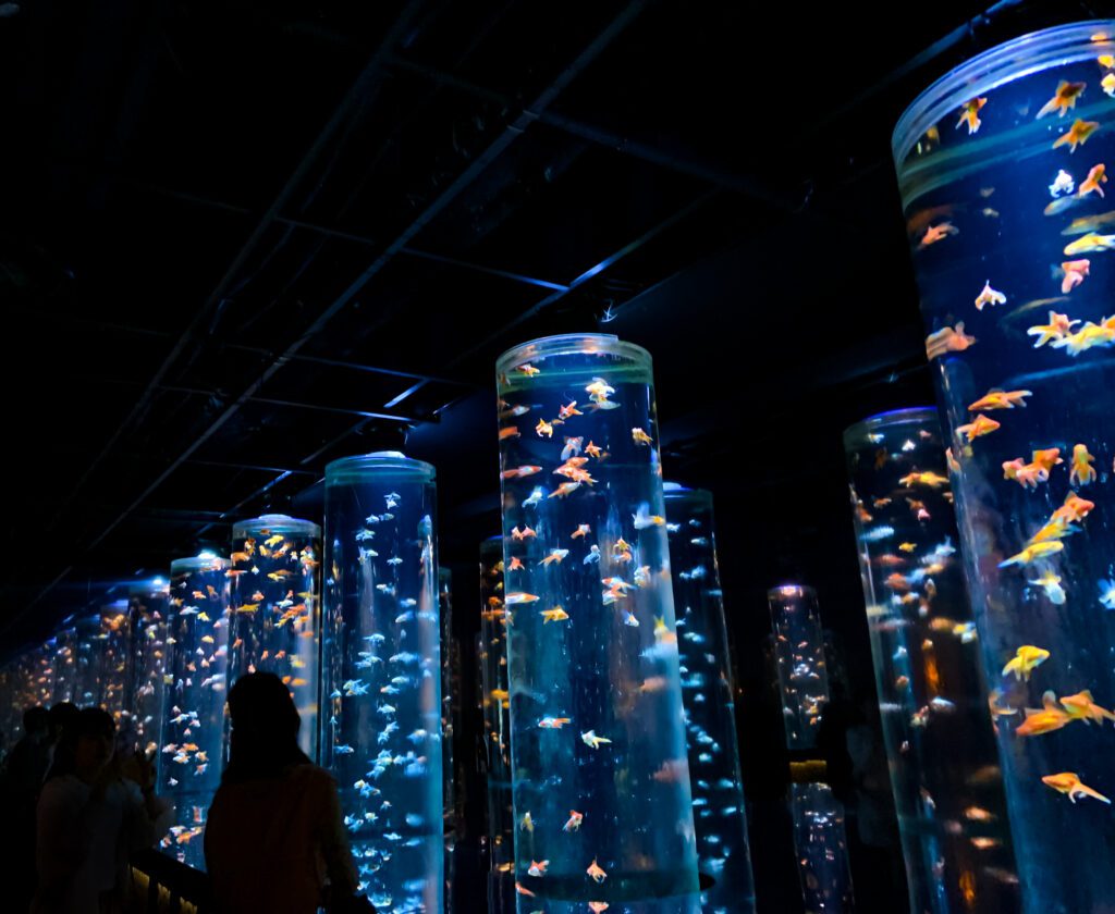 Another of 7 must-go places in Ginza, Luminescent tubes reach to the ceiling, housing hundreds of goldfish at the Art Aquarium