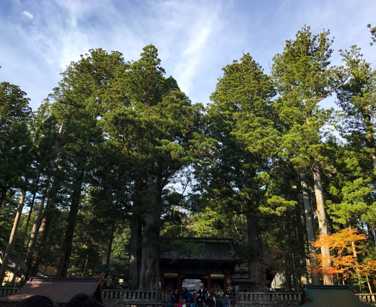 Nikko Toshogu shrine flanked by tall luscious green and yellow trees. 5 things to do in Nikko.