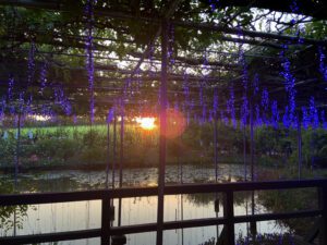 Ashikaga Flower park shot at sunset, with wisteria illumination. Exploring Ashikaga Flower park.