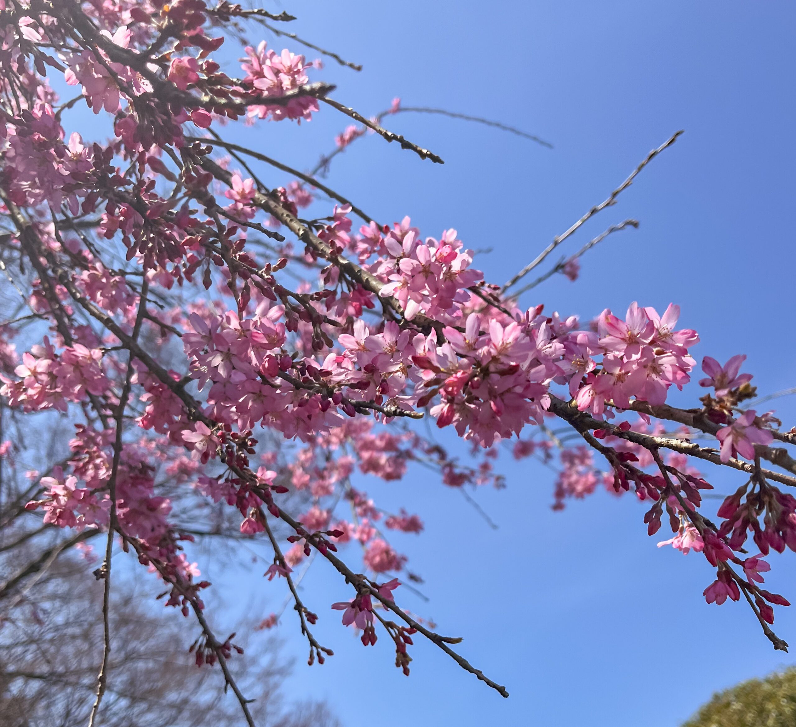 Best Places to see Sakura 2025 main image