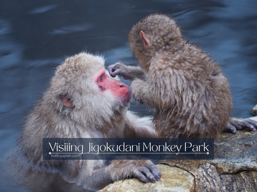 miniblog: visiting the jigokudani monkey park in nagano