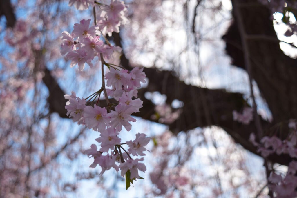 best places to see sakura in tokyo and kyoto