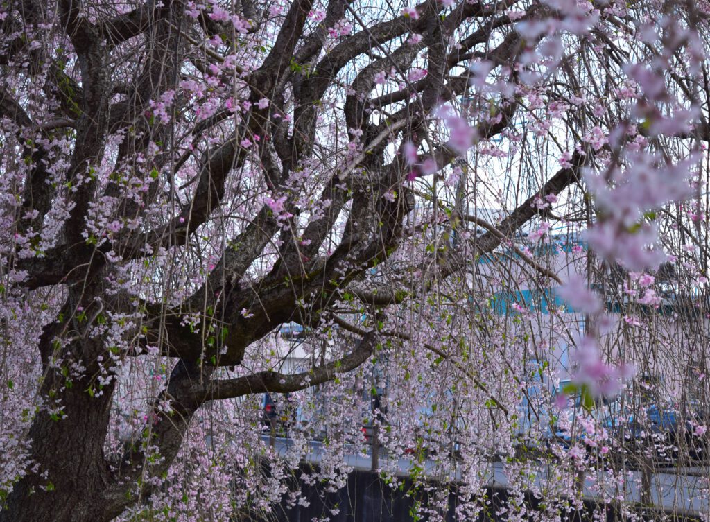 best places to see sakura in tokyo and kyoto