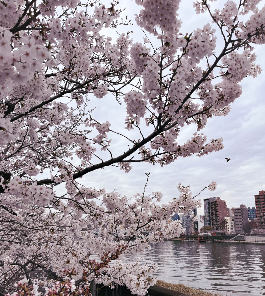 cherry blossoms over the sumida river with a dusty pink tint